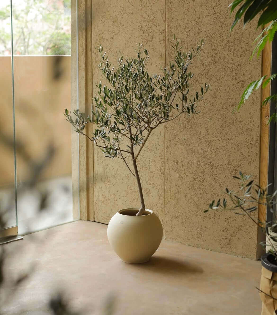 Alt Tag: Elegant olive tree in a ceramic pot by a sunny window, creating a serene indoor atmosphere 🌿☀️
